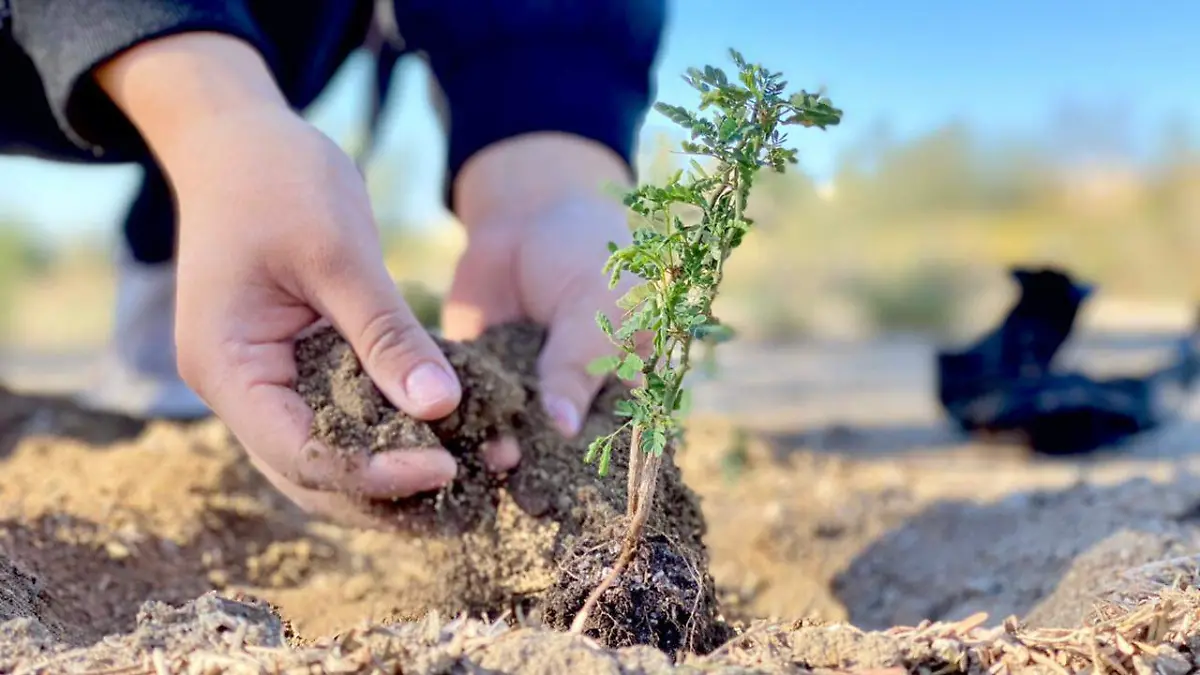 De raíz por Hermosillo árbol reforestar siembra